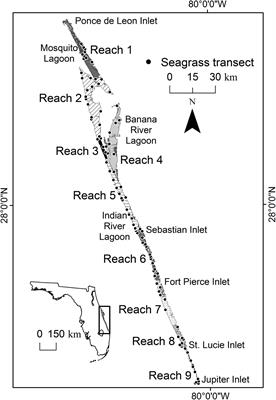 Seagrass in a Changing Estuary, the Indian River Lagoon, Florida, United States